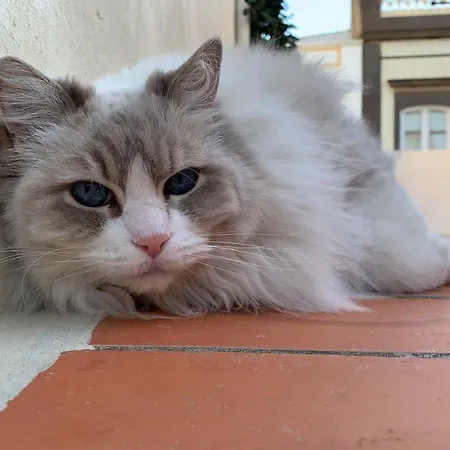 Casa Doranda Vegueta Las Palmas de Gran Canaria