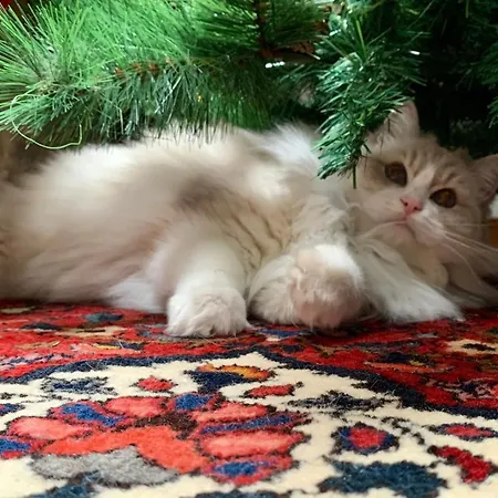 Casa Doranda Vegueta Hotel *