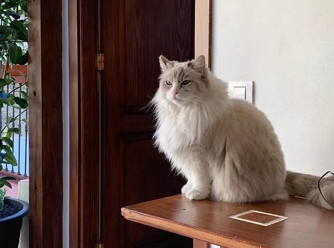 ホテル Casa Doranda Vegueta ラスパルマス・デ・グランカナリア