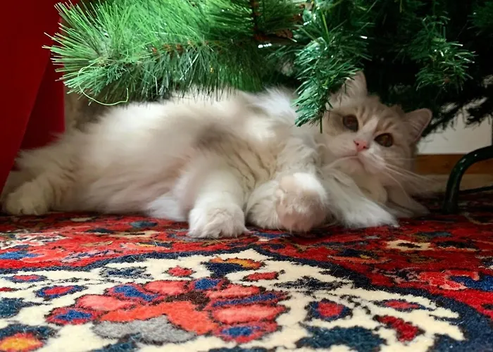 Casa Doranda Vegueta Отель *